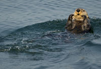 sea otter